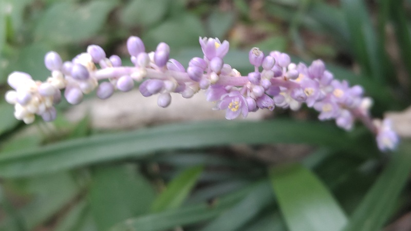 ヤブランの花 横浜市旭区希望が丘水の森公園