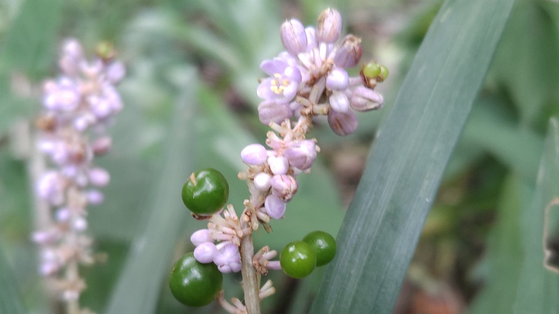 ヤブランの花と果実 横浜市旭区希望が丘水の森公園