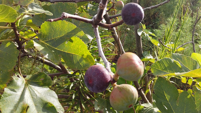 イチジクの雌果嚢 横浜市旭区中希望が丘