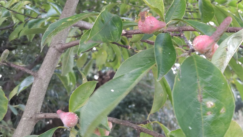 コブシの果実 横浜市瀬谷区長屋門公園