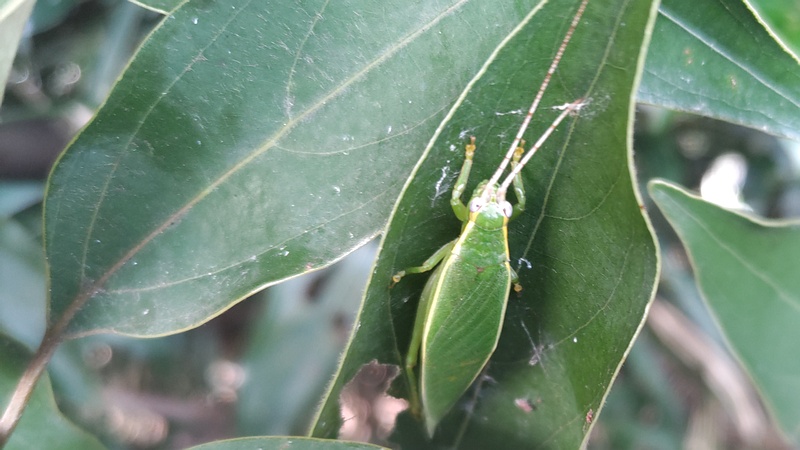 シロダモのアオマツムシ 横浜市瀬谷区長屋門公園