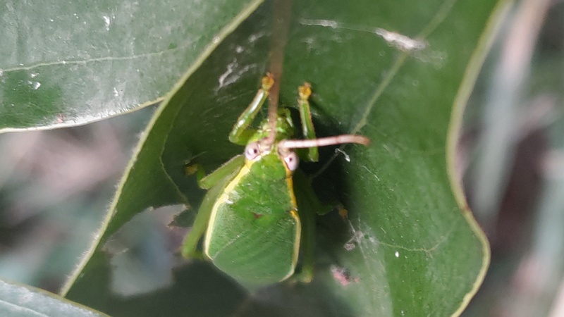シロダモのアオマツムシ 横浜市瀬谷区長屋門公園