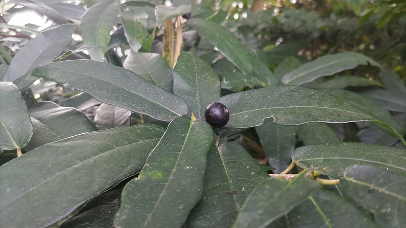 ホソバイヌビワの雌花嚢 横浜市瀬谷区長屋門公園