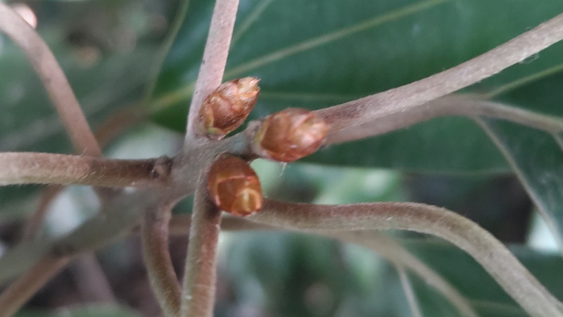 シロダモの蕾 横浜市瀬谷区長屋門公園