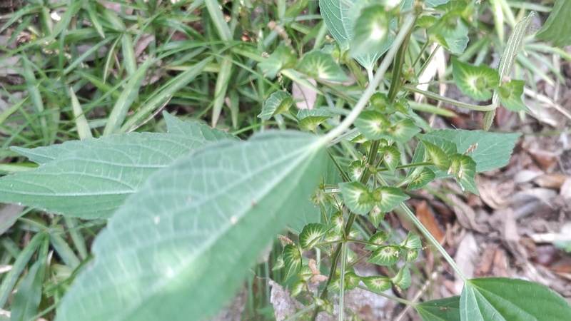 エノキグサの花 横浜市瀬谷区長屋門公園