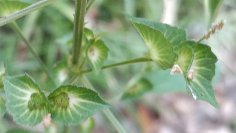 エノキグサの花と果実 横浜市瀬谷区長屋門公園