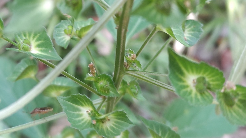 エノキグサの花と果実 横浜市瀬谷区長屋門公園