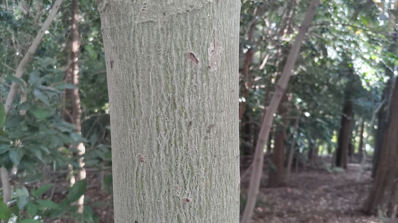 イヌビワ 横浜市瀬谷区長屋門公園