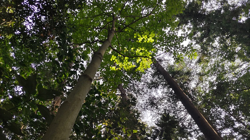 イヌビワ 横浜市瀬谷区長屋門公園