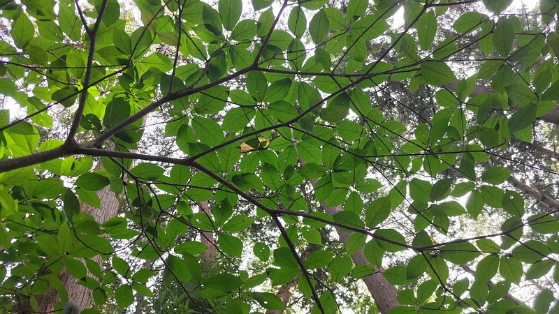 イヌビワ 横浜市瀬谷区長屋門公園