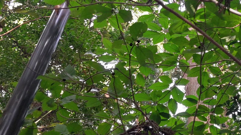 イヌビワ 横浜市瀬谷区長屋門公園