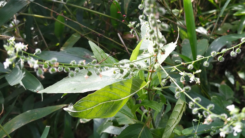 ミズタマソウの花 横浜市瀬谷区長屋門公園