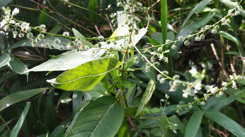ミズタマソウの花 横浜市瀬谷区長屋門公園