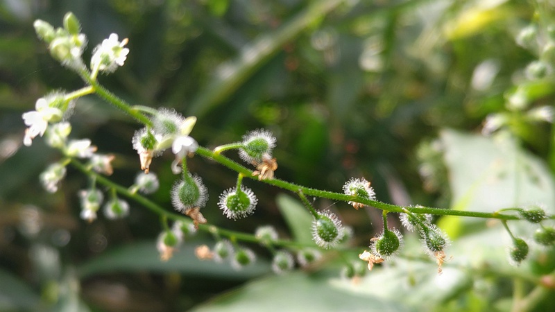 ミズタマソウの花 横浜市瀬谷区長屋門公園