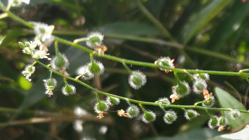ミズタマソウの花 横浜市瀬谷区長屋門公園