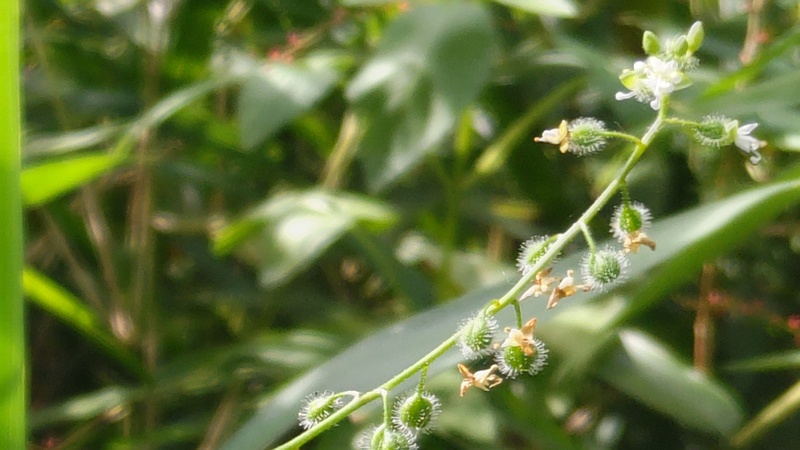 ミズタマソウの花 横浜市瀬谷区長屋門公園