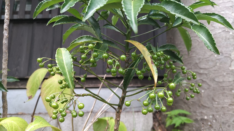 マンリョウの果実 横浜市瀬谷区長屋門公園