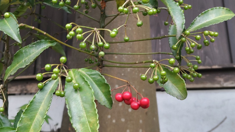 マンリョウの果実 横浜市瀬谷区長屋門公園