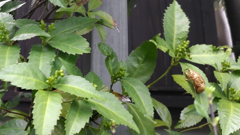センリョウの若い果実 横浜市瀬谷区長屋門公園