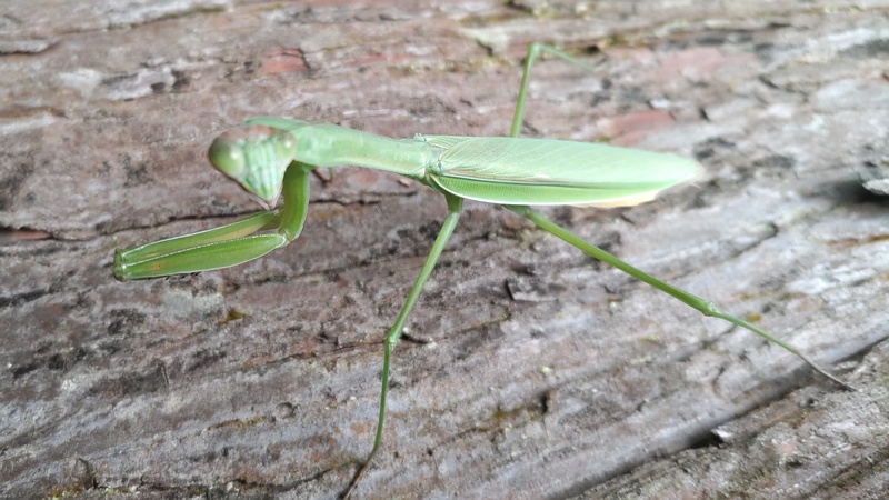 オオカマキリ 横浜市瀬谷区長屋門公園