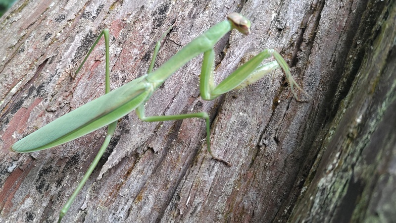 オオカマキリ 横浜市瀬谷区長屋門公園