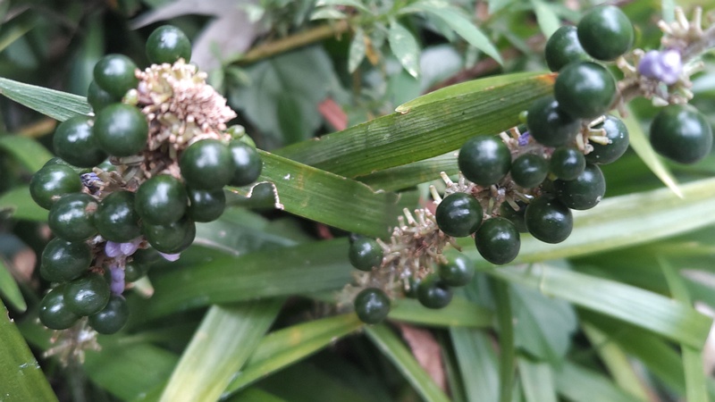 ヤブランの花と果実 横浜市瀬谷区長屋門公園