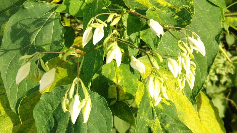 クサギの花 横浜市瀬谷区長屋門公園