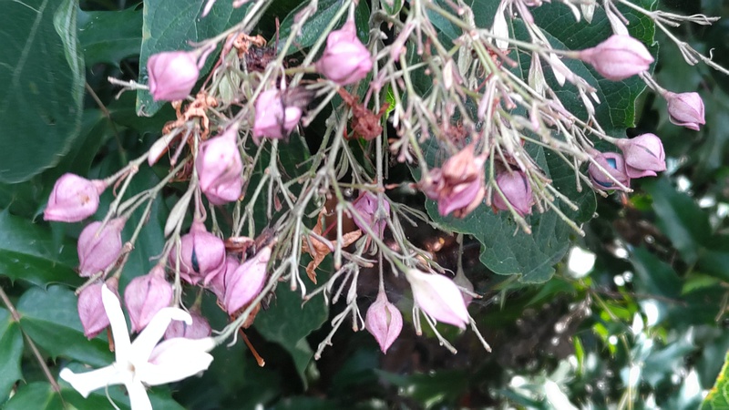 クサギの花と果実 横浜市瀬谷区長屋門公園