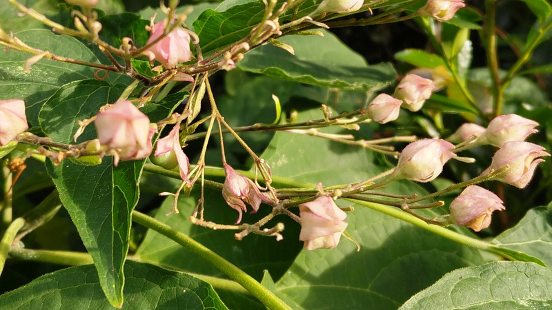 クサギの若い果実 横浜市瀬谷区長屋門公園