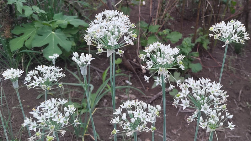 ニラの花 横浜市旭区中希望が丘