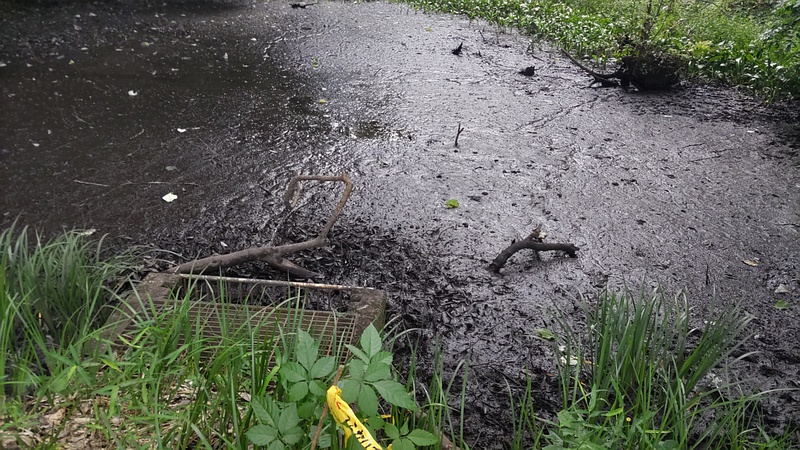 枯れた湧水池 横浜市旭区希望が丘水の森公園