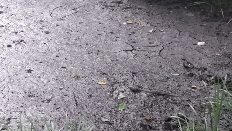 枯れた湧水池 横浜市旭区希望が丘水の森公園