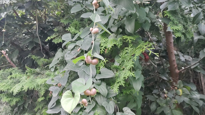 ヤマノイモのムカゴ 横浜市旭区中希望が丘
