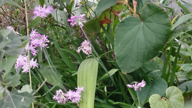 ルリフタモジの花 横浜市旭区希望が丘ふれあいの森公園