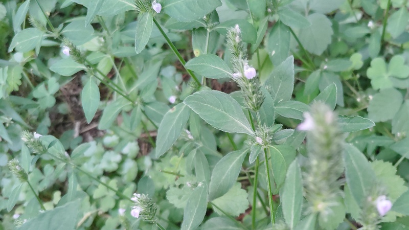 キツネノマゴの花 横浜市旭区希望が丘ふれあいの森公園