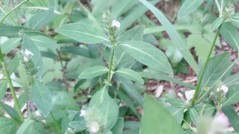 キツネノマゴの花 横浜市旭区希望が丘ふれあいの森公園
