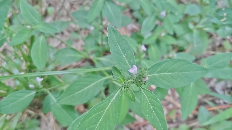 キツネノマゴの花 横浜市旭区希望が丘ふれあいの森公園