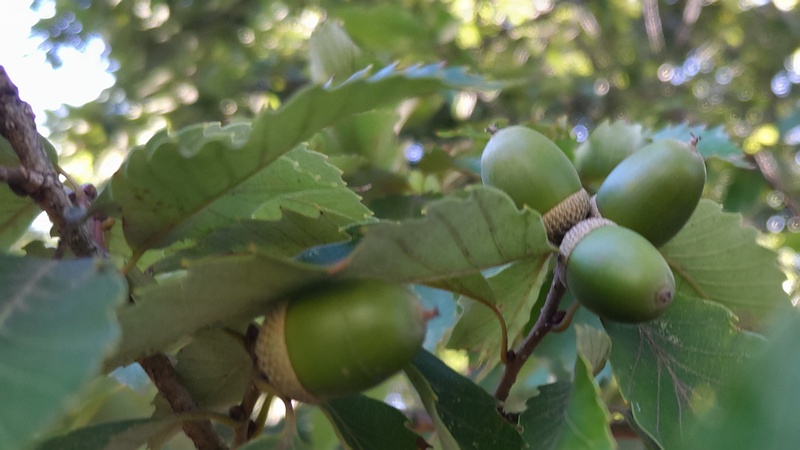 コナラの果実 川崎市幸区さいわいふるさと公園