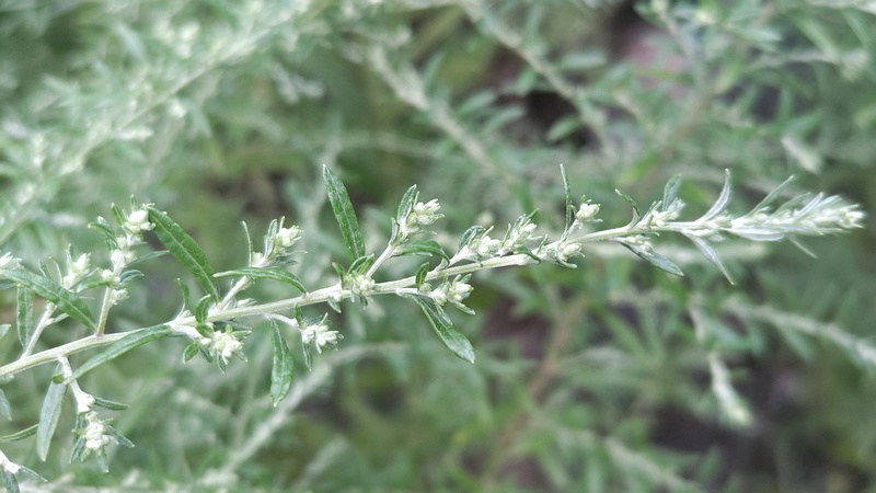オウシュウヨモギの蕾 川崎市幸区さいわいふるさと公園