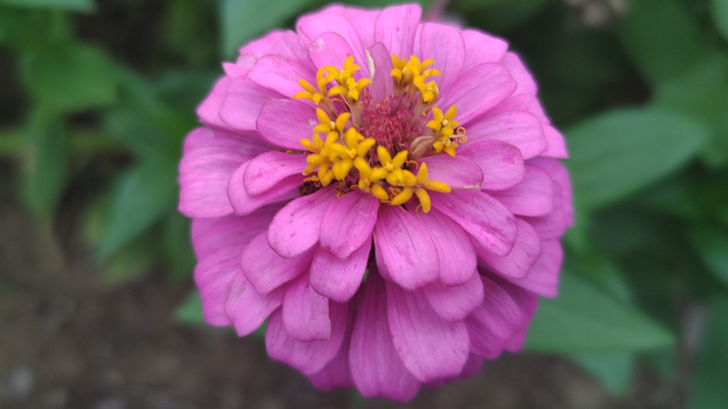 ヒャクニチソウの花 川崎市幸区さいわいふるさと公園