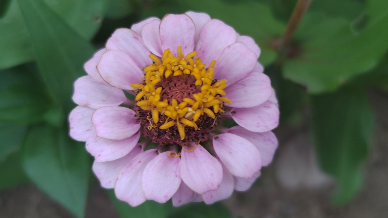 ヒャクニチソウの花 川崎市幸区さいわいふるさと公園