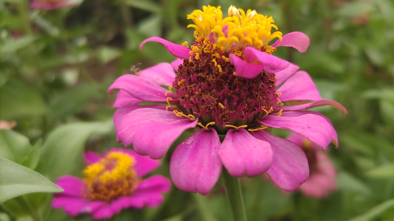 ヒャクニチソウの花 川崎市幸区さいわいふるさと公園