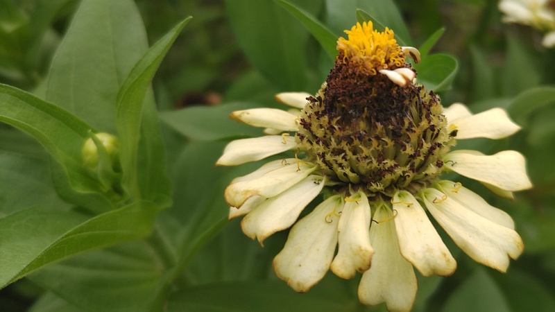 ヒャクニチソウの花 川崎市幸区さいわいふるさと公園