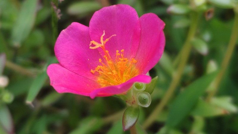 マツバボタンの花 川崎市幸区さいわいふるさと公園