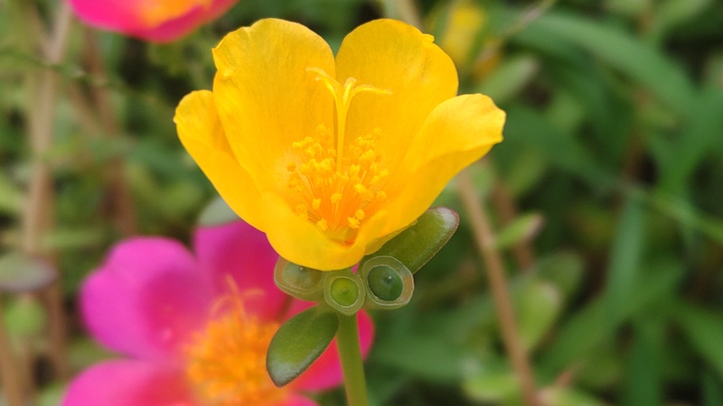マツバボタンの花 川崎市幸区さいわいふるさと公園