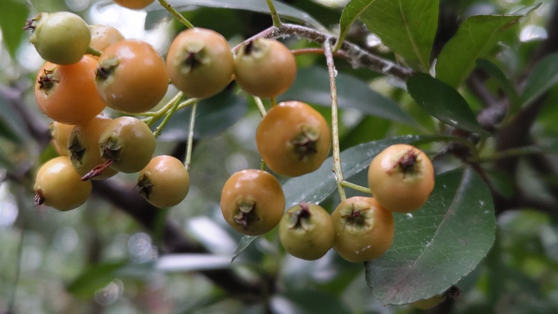 タチバナモドキの果実 川崎市幸区さいわいふるさと公園