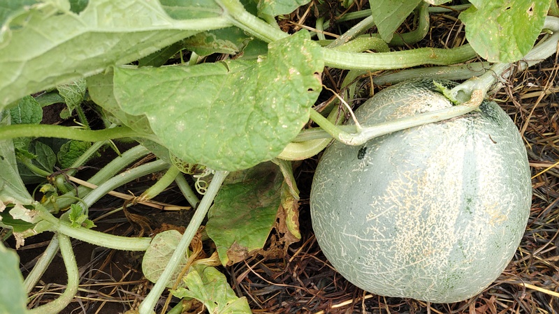 メロンの果実 川崎市幸区さいわいふるさと公園
