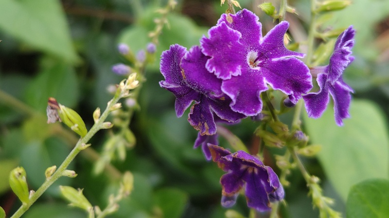 タイワンレンギョウの花 川崎市幸区さいわいふるさと公園