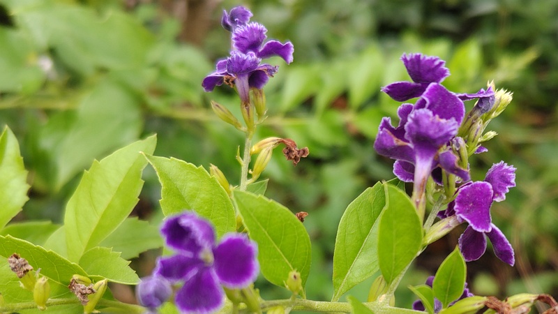 タイワンレンギョウの花 川崎市幸区さいわいふるさと公園
