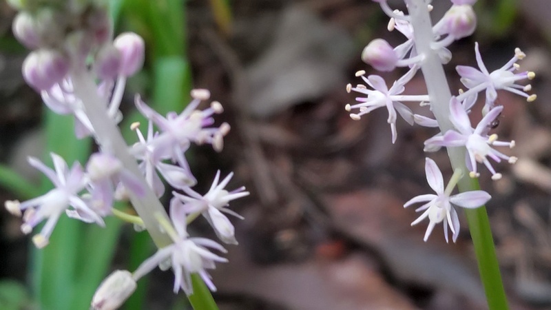 ツルボの花 横浜市旭区希望が丘水の森公園